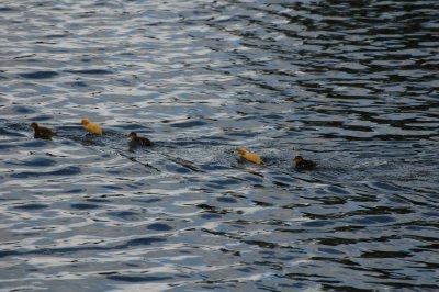 Five little ducks went swimming one day.....