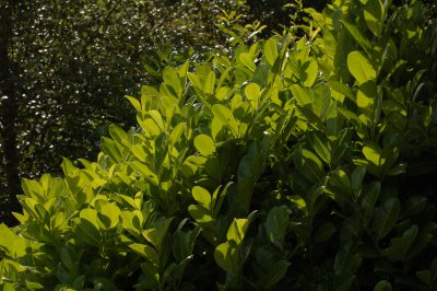 leaves backlit by the sun