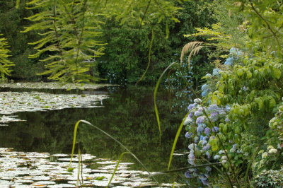 Hydrangeas in Altamont