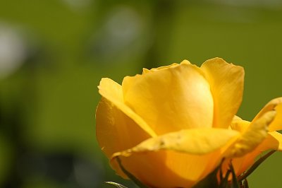 a yellow rose to banish the July blues.jpg