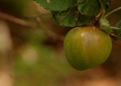 Ripening apples come in August.jpg