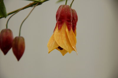 The dance of the blossoming buds.jpg