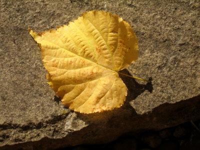 Golden leaf near the sea.jpg