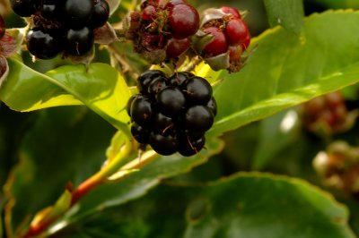 Blackberries - Smara dubha.