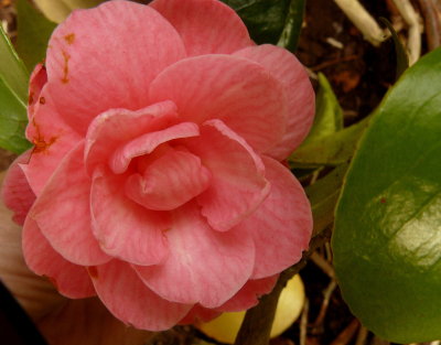 Camellia in September.jpg