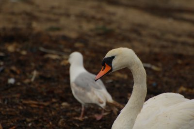 Alone with a seagull for company.jpg