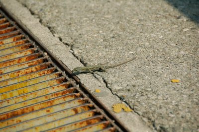 Crossing the line.jpg