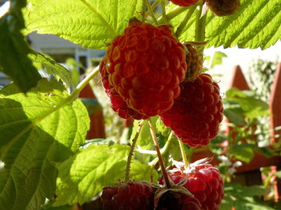Late loganberries.jpg