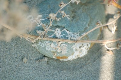Fossils on a beach stone.jpg