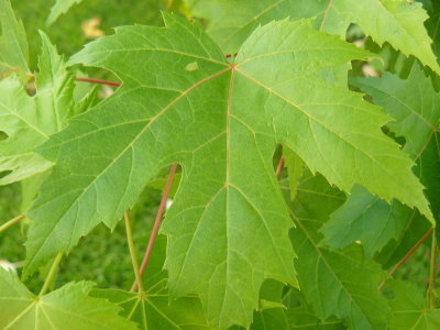 October leaf 1.jpg