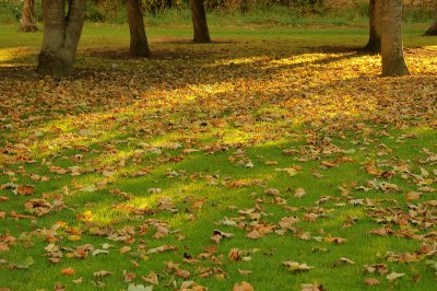 A golden wave sweeping over the green