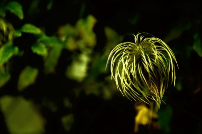 Clematis seed head.jpg