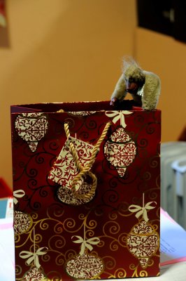 Cheeky monkey looking in my present bag