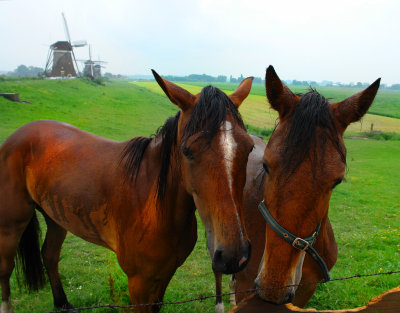 De Drie Molens-(the 3 Windmills)