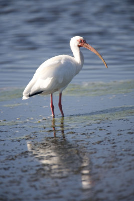 IMG_8921ibis.JPG