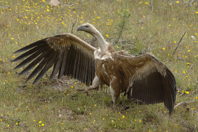 0042M-Griffon Vulture (Gyps fulvus)