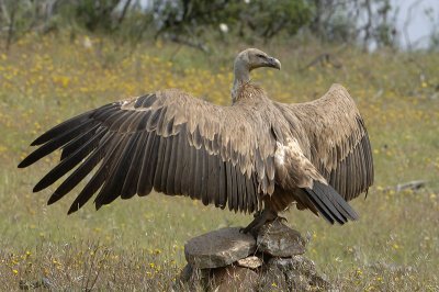 0306M-Griffon Vulture- Spain 2007