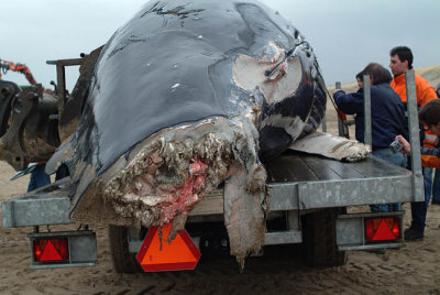 032M-Stranded Humpbackwhale.jpg