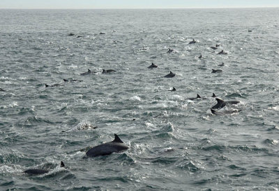 000M-Common Dolphins- Santa Barbara- USA.jpg