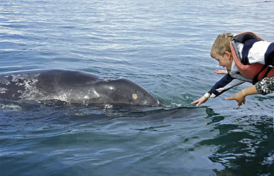010M-Grey Whale- Baja California Sur- M.jpg