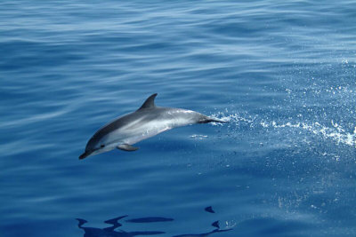 011M-Striped Dolphin- Ligurian Sea- I.jpg