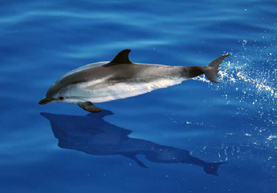 018M-Striped Dolphin- Ligurian Sea I.jpg