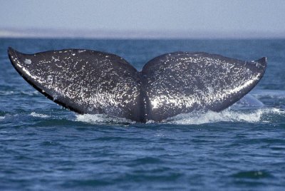 008M-Grey Whale- Baja California Sur- M.jpg