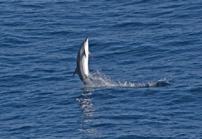011M-Striped Dolphin- Viscaya.jpg