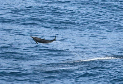 012M-Striped Dolphin- Viscaya.jpg