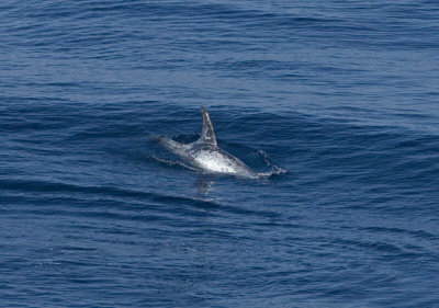 013J-Risso's Dolphin- Viscaya.jpg