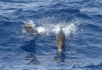 0025M-Striped Dolfins- Gestreepte Dolfijnen (Stenella coeruleoalba)
