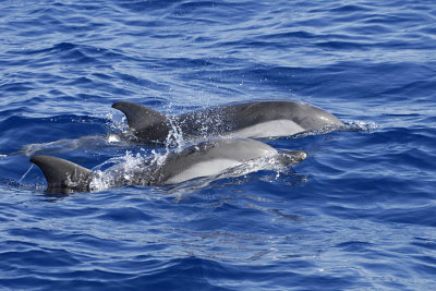 0158M-Striped Dolfins- Gestreepte Dolfijnen (Stenella coeruleoalba)