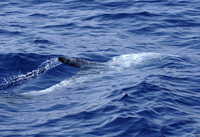 0044M-Risso's Dolfin- Grijze Dolfijn (Grampus griseus)
