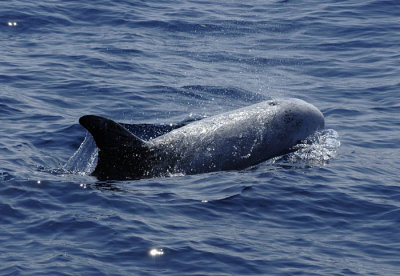 0054M-Risso's Dolfin- Grijze Dolfijn (Grampus griseus)