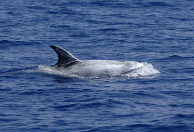 0069M-Risso's Dolfin- Grijze Dolfijn (Grampus griseus)