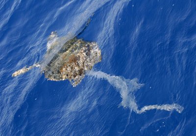 0070M-Caret Sea Turtle- Karetschildpad(Caretta caretta)  verstrikt in plastic