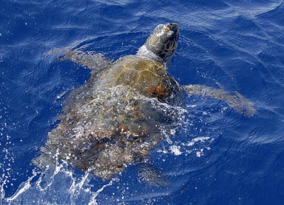 0073M-Caret Sea Turtle- Karet zeeschildpad.jpg