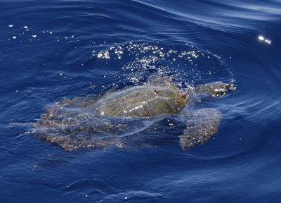 0120M-Caret Sea Turtle- Karet zeeschildpad (Caretta caretta)