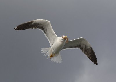 0106M-Kleine mantelmeeuw met bijvangst