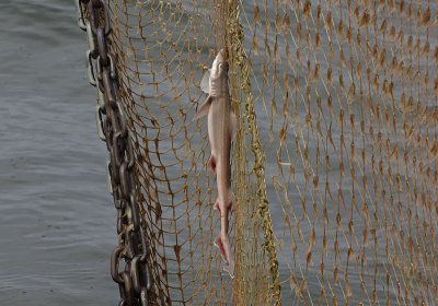 0151M-Zandhaai in het net.jpg