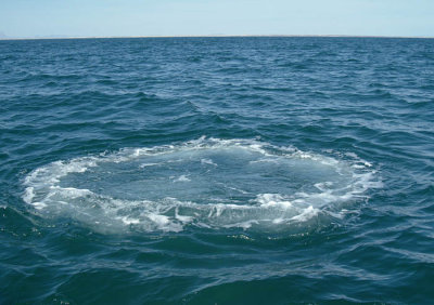 0001M-Laguna de Ojo Liebre.jpg