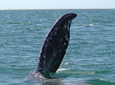 0103M-Grey Whale- Tail.jpg