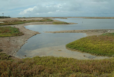 0102M-Marshes near Gerrero Negro.jpg