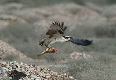 0072M-Osprey- Laguna de San Ignacio.jpg