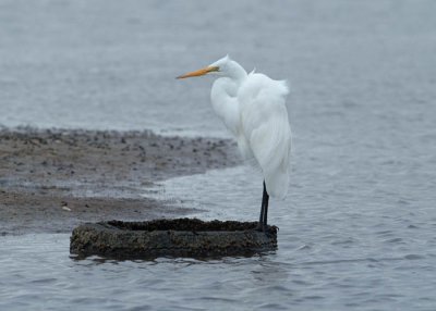 0053M-Great White Egret- Guerrero Negro.jpg