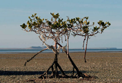 0051M-Mangroves- Laguna de San Ignacio.jpg