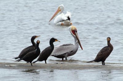 0046M-Pelicans and Cormorants- Guerrero Negro.jpg