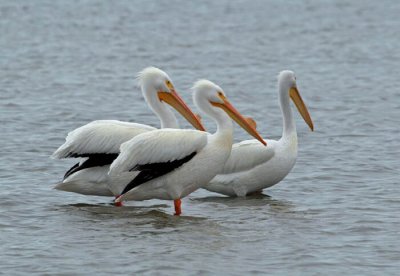 044M-American White Pelicans- wetland near Guerrero Negro.jpg