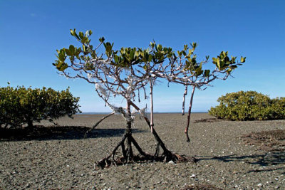 0043M-Mangroves- Laguna de San Ignacio.jpg