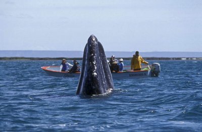041M-Grey Whale Spyhop- Laguna de San Ignacio.jpg